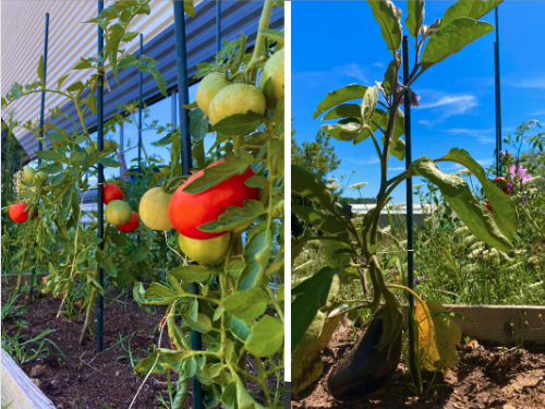 Le potager NED